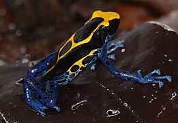 Dyeing Poison Frog (Dendrobates tinctorius) (27596994639)