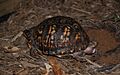 Eastern Box Turtle 8678