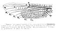 EpiophlebiaVenation