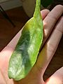 Epiphyllum oxypetalum Front Leaf