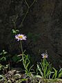 Erigeron maniopotamicus