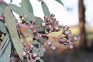 Eucalyptus crebra fruit