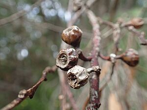 Eucalyptus goniantha fruit