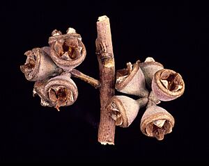 Eucalyptus malacoxylon fruit