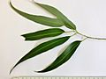 Eucalyptus propinqua - adult leaves