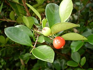Eugenia carissoides fruit1.JPG