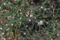 Euphorbia florida