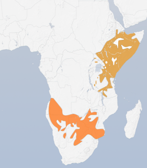 Eurocephalus (Genus) distr02.png