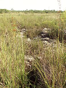 Everglades uneven limestone floor and sawgrass prairie