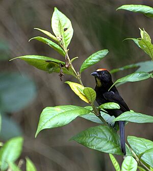 Flickr - Dario Sanches - TIÊ-GALO (Tachyphonus cristatus).jpg