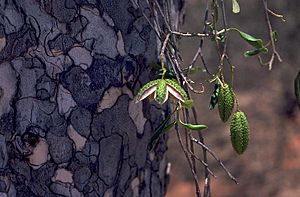 Flindersia maculosa fruit