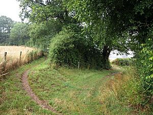 Footpaths on Norton Hillfort - geograph.org.uk - 1407564