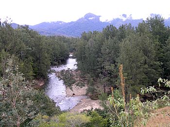 Forbes River (New South Wales).jpg