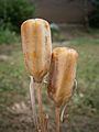 Fritillaria nigra - mature seedpods