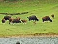 Gaur (Indian Bison) at Periyar National Park & Wildlife Sanctuary