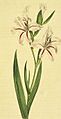 Gladiolus-undulatus