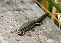 Glossy Grass Skink (Pseudemoia rawlinsoni) 2