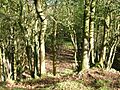 Goldcraigs Quarry site, kilwinning