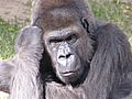 Gorilla Thinker