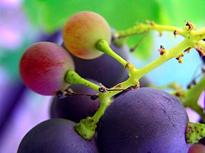 Grapes with green stems