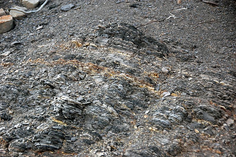 Gray shale & bentonites (Benton Shale, Upper Cretaceous; Red Rock Canyon Open Space, Colorado Springs, Colorado, USA) 4