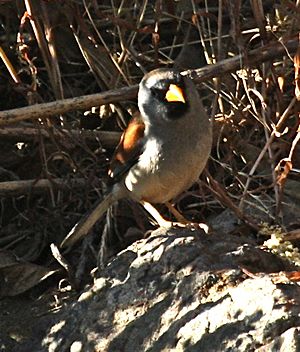 GreatInca-Finch