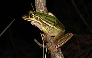 Green and golden bell frog