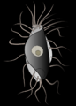 Hemimastix amphikineta