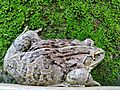 Hoplobatrachus tigerinus Indian bullfrog vijayanrajapuram2