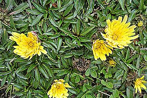 Hypochaeris sissiliflora - Flickr - Dick Culbert