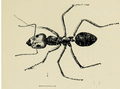 Iridomyrmex purpureus in Australian insects Froggatt 1907