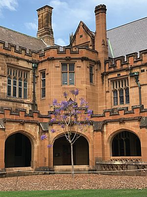 Jacaranda in the quadrangle of University of Sydney, blooming in November 2019
