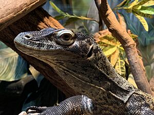 Juvenile Komodo Dragon (Varanus komodoensis) 2