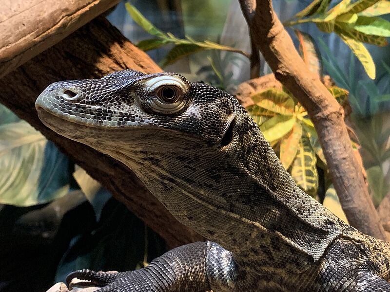 Juvenile Komodo Dragon (Varanus komodoensis) 2