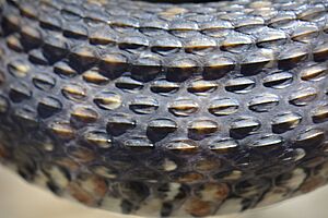 Keeled scales on a southern watersnake (26954310414)