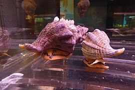 Kellet's whelk at the Cabrillo Marine Aquarium