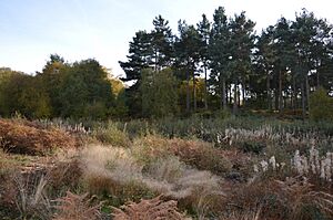 King's Wood, Heath and Reach 13