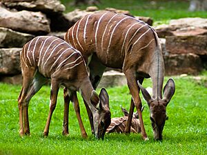 Lesser Kudu Female