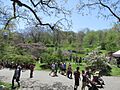 Lilac Sunday view, Arnold Arboretum, Jamaica Plain MA