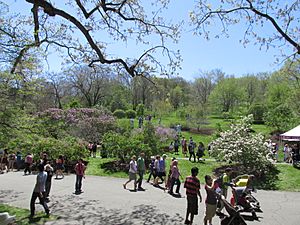 Lilac Sunday view, Arnold Arboretum, Jamaica Plain MA