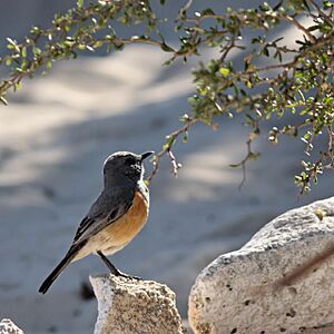 Littoral Rock-Thrush.jpg