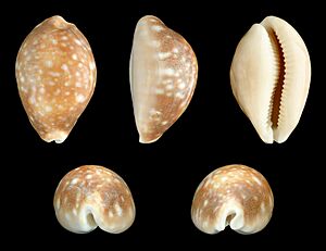 Lyncina vitellus vitellus 01