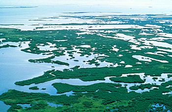 Mangrove plants swamp in Florida