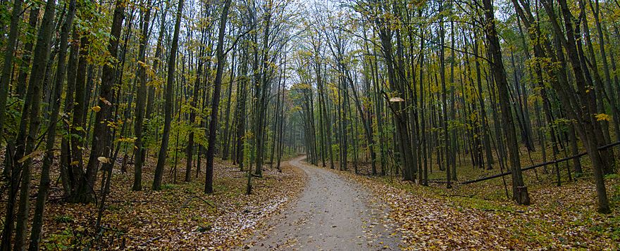Panorama of Manistee National Forest in Autumn
