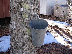 Maple syrup bucket