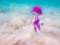 Mauve Stinger jellyfish