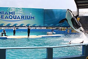 Miami orca
