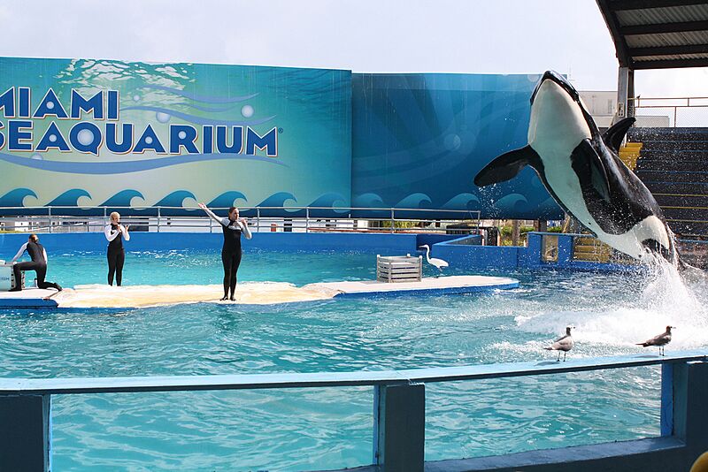 Miami orca