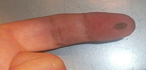 Micromeria glomerata - leaf on finger