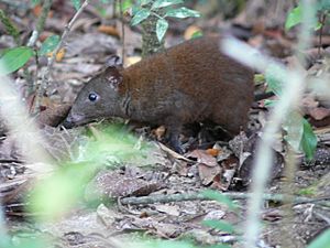 Musky rat-kangaroo